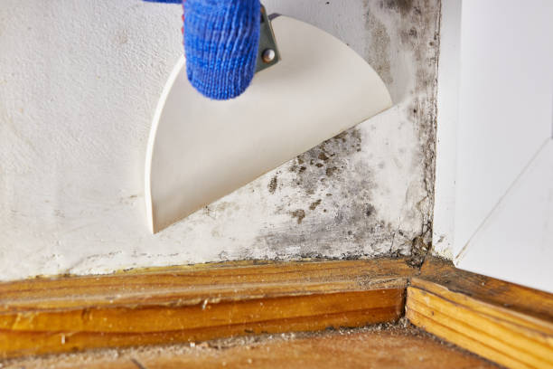 Elkins, WV Mold Removal Company